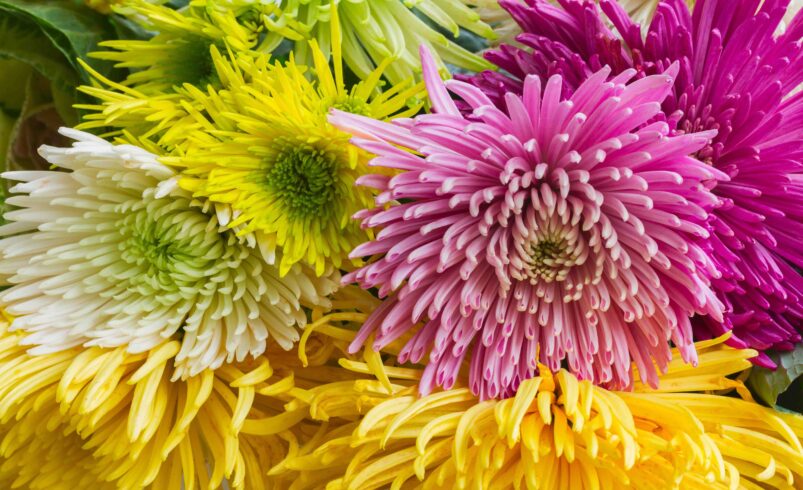 Az idén kevesebb a krizantém