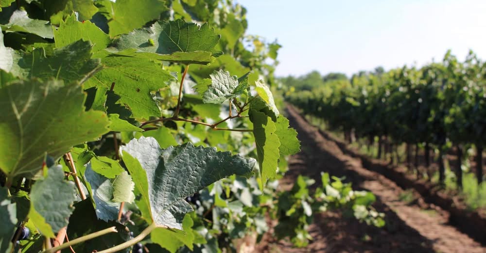 November 21-re módosult a szüreti jelentések határideje